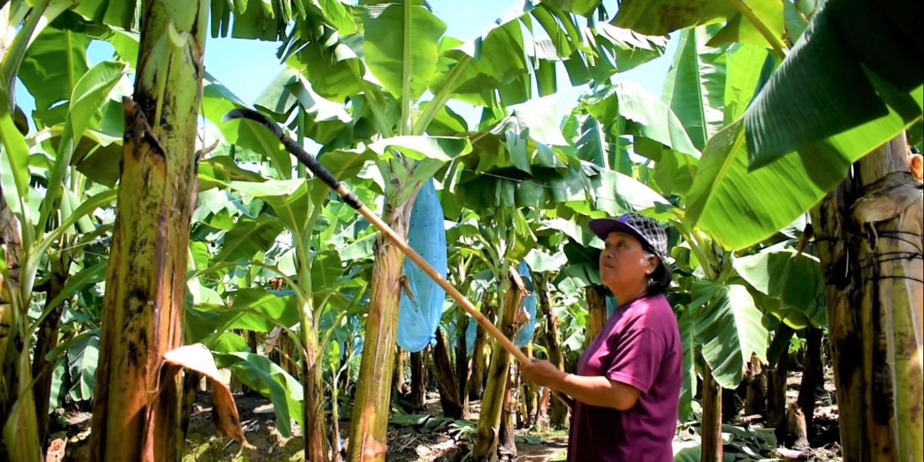 A woman banana farmer A woman banana farmer