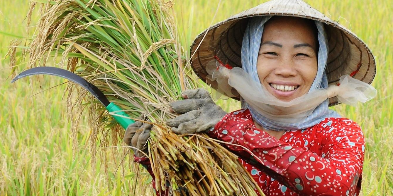 How Vietnamese smallholders overcame a twofold crisis How Vietnamese smallholders overcame a twofold crisis