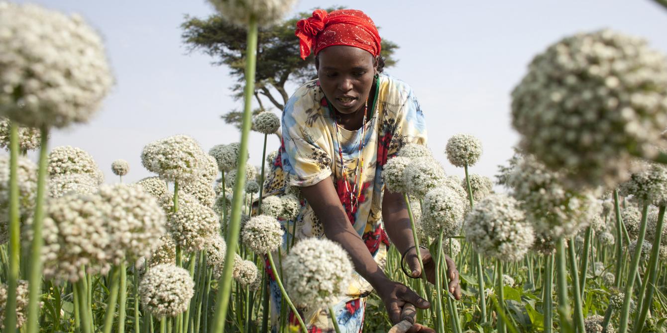 Kitabe is part of Oxfam's horticulture value chain project where farmers grow onions to sell to the nearby markets at a profit. Abbie Trayler-Smith/Oxfam