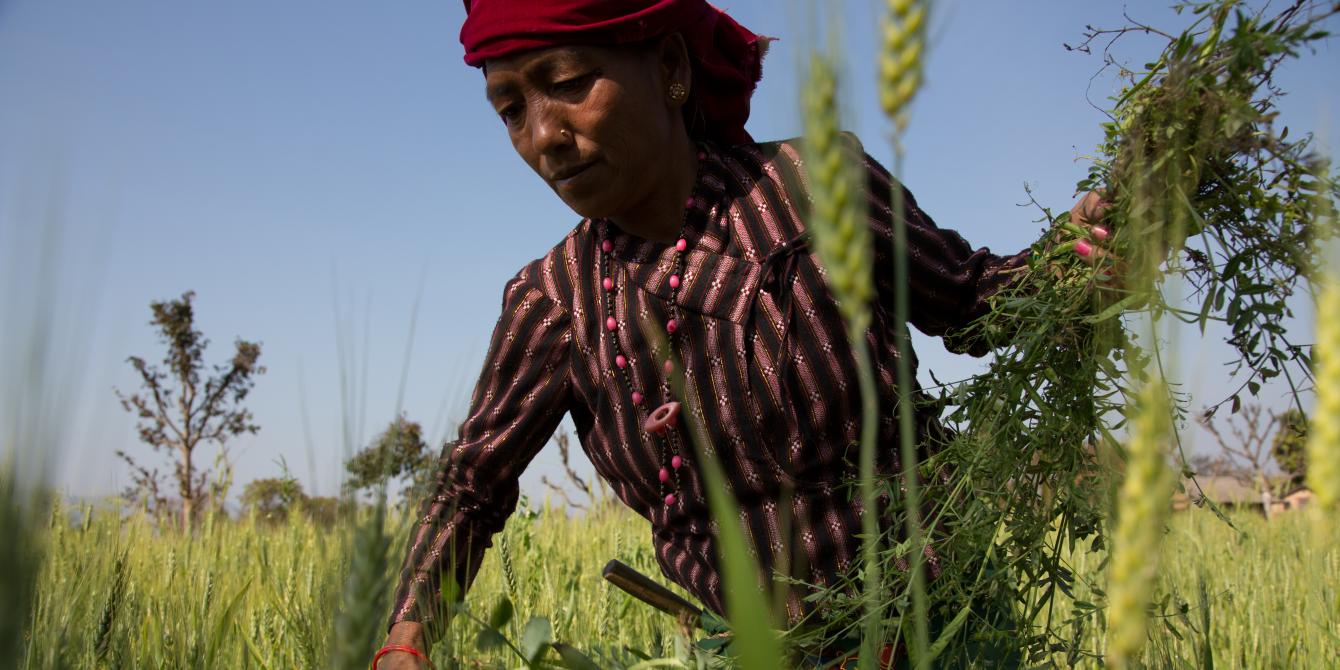 Tika Darlami, 45, weeds her wheat field and collects foliage for her livestock - Aubrey Wade/Oxfam Tika Darlami, 45, weeds her wheat field and collects foliage for her livestock - Aubrey Wade/Oxfam