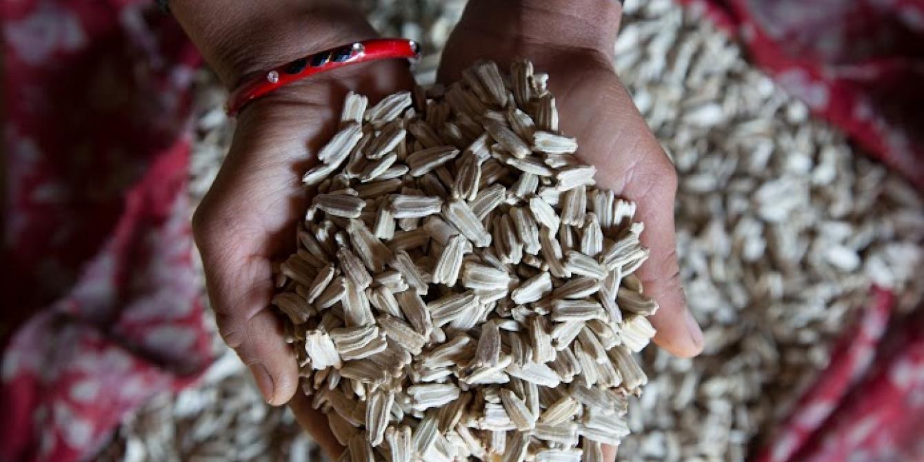 Kalpana Oli shows the seeds she produces for Pavitra Enterprise - Credit: Aubrey Wade Kalpana Oli shows the seeds she produces for Pavitra Enterprise - Credit: Aubrey Wade