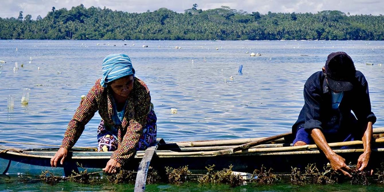 Seaweeds farmers harvesting (Photo: Veejay Villafranca)