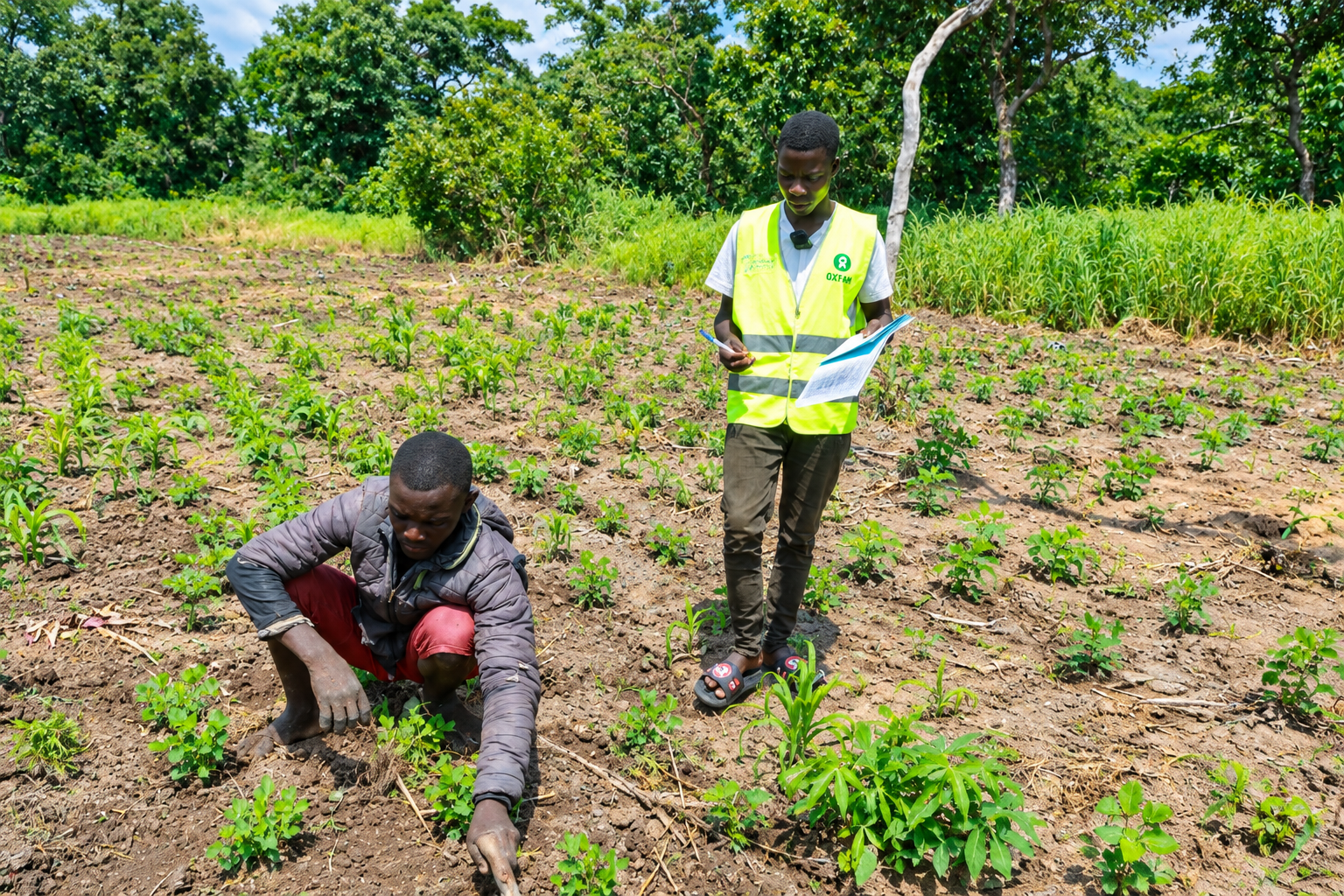 Thierry débroussaille son champ avec l’accompagnement et le suivi des Relais Techniques Agricoles (RTA), pour favoriser de bonnes pratiques agricoles et améliorer sa production dans le quartier Nouvelle Base, à Mbrès/ @David Herson Ningatoloum Boul
