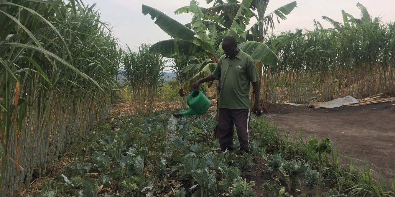 Jonas watering lettuce near his house in Kyaka II Refugee Settlement