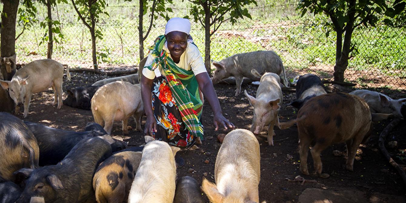 Joseph and Maria taking care of their pigs Joseph and Maria taking care of their pigs