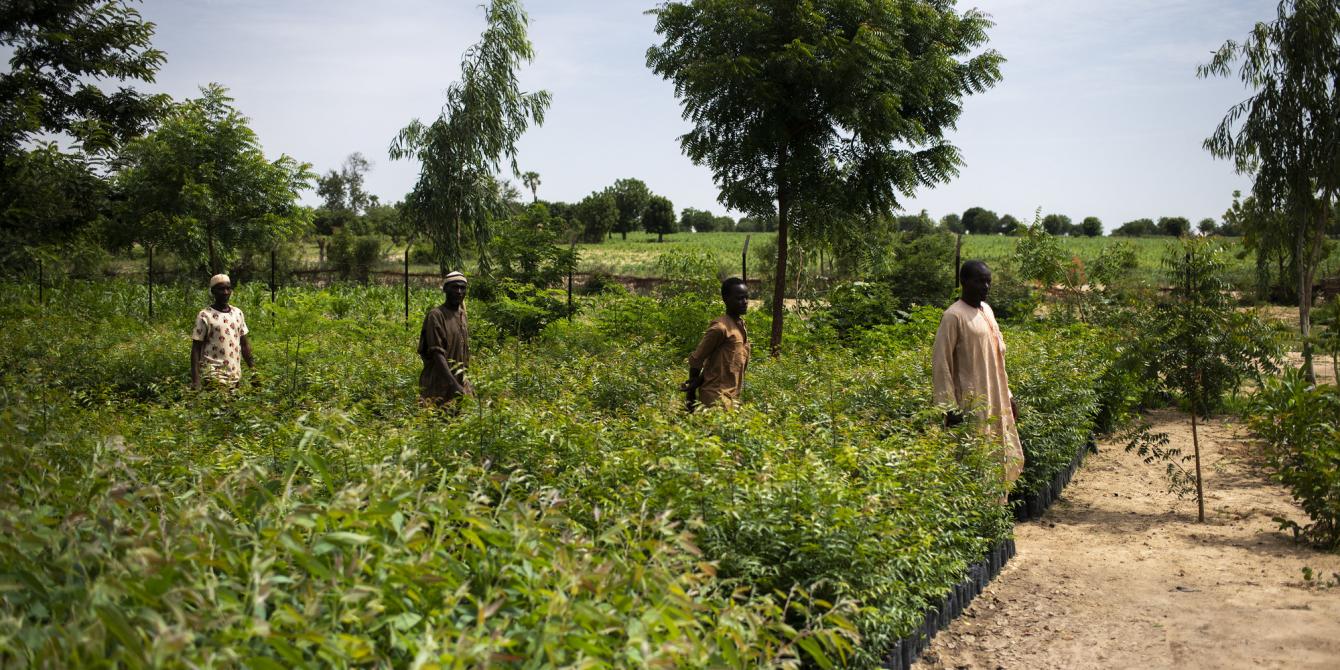 Des agriculteurs se promènent dans une pépinière au Nigéria pour ramasser des plants de Moringa qui aideront à lutter contre les effets du changement climatique. 